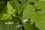 Sweet cicely <BR>Anise-root <BR>longstyle sweetroot